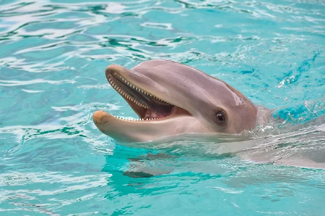 Los delfines hablan más fuerte cuando hay mucho ruido