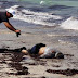 العثور على جثث 104 مهاجرين على شاطئ زوارة الليبية