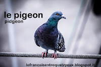 pigeon pidgeon oiseaux birds french vocabulary