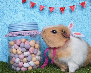 eggs as treats for small animals
