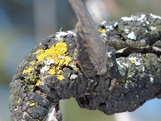 Nodule noir du Cerisier - Apiosporina morbosa