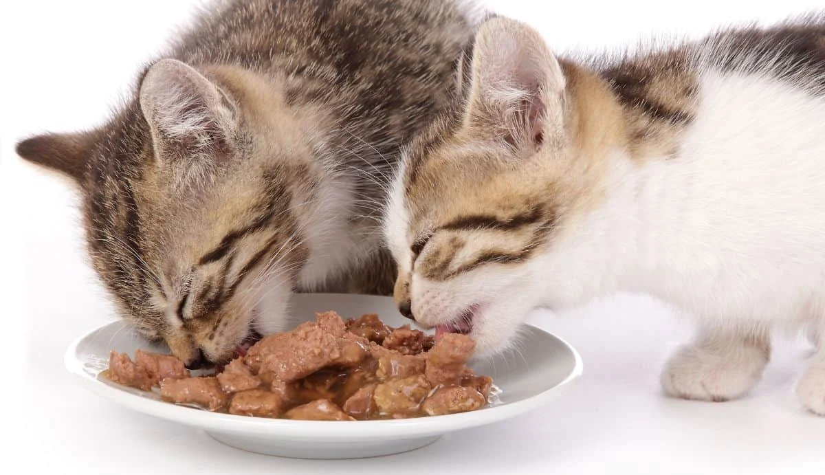 Cara Menyimpan Makanan Kucing Basah agar Tidak Cepat Basi