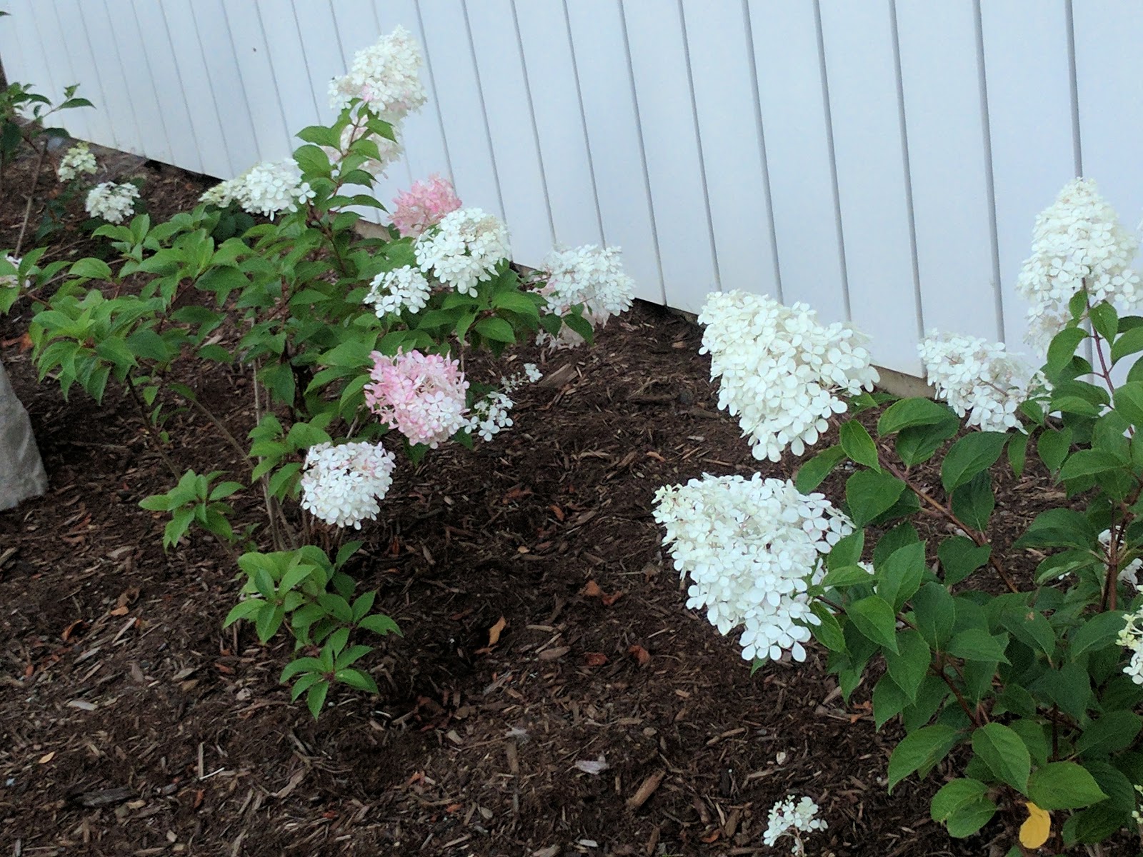 Image of Row of strawberry cream hydrangeas planted along walkway