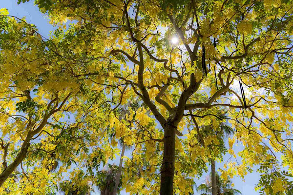 अमलतास - Amaltas (Golden Shower Tree)