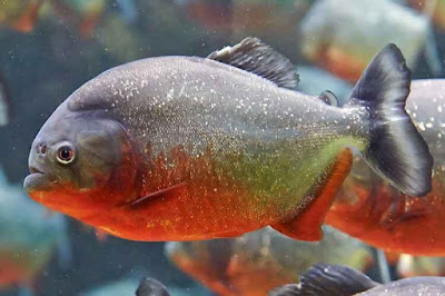 Ikan Red Belly Piranha