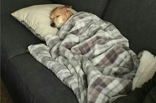 DOG SLEEPING PEACEFULLY WITH BLANKET