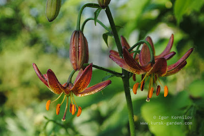 Cranberry Dancer martagon lily