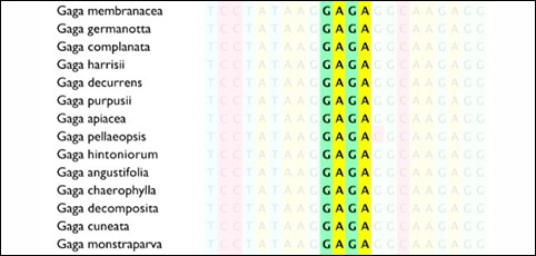 Lady Gaga e samambaia 02