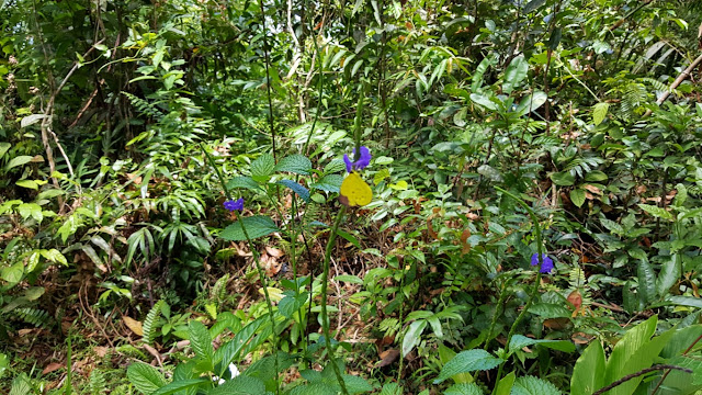 flora at Lake Danao, Ormoc