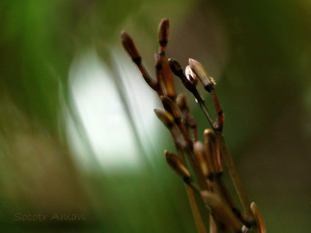 Lecanorchis suginoana