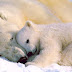Πολική Αρκούδα: το μεγαλύτερο χερσαίο θηλαστικό