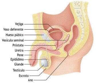 Colepedia SebaLopez: Sistema Reproductor Femenino y Masculino