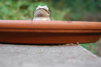 Frowning plastic frog in birdbath.