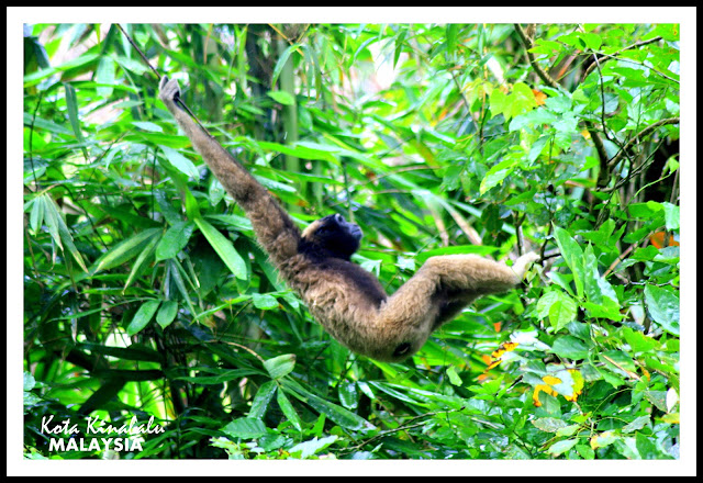 lok+kawi+wildlife+park+sabah.jpg