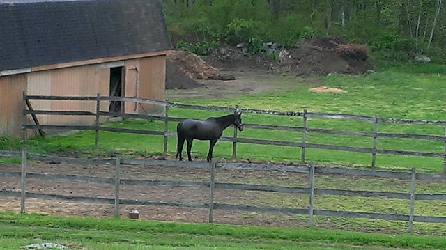 beautiful horse