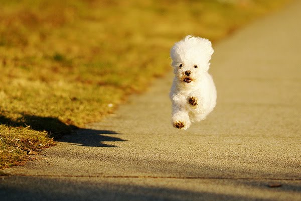 PETER PAN funny dog photo