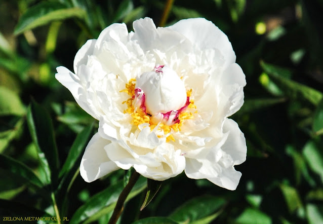 piwonie, PeonyMAX