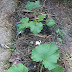 PERKEMBANGAN POKOK ZUCCHINI HIJAU