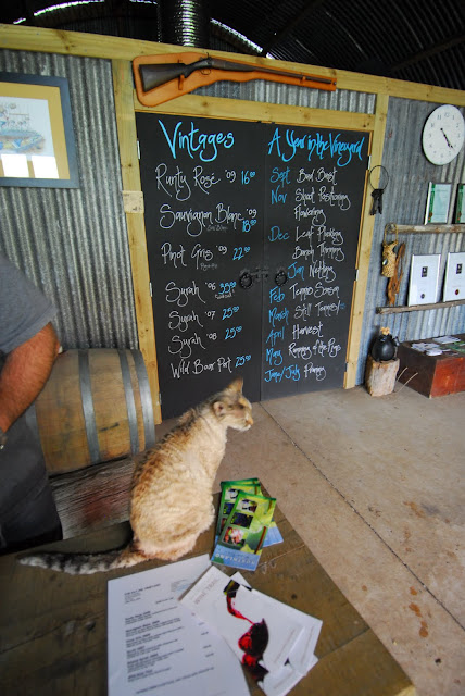 Cat from the Fat Pig Vineyard in Kerikeri, New Zealand