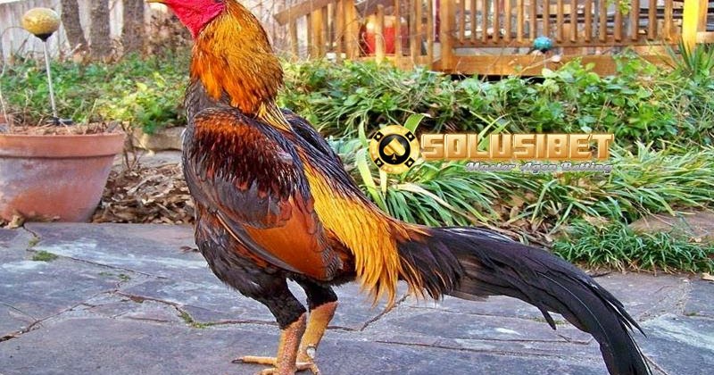 Kesalahan Dalam Merawat Ayam Laga - Panduan Cara Main Sbobet