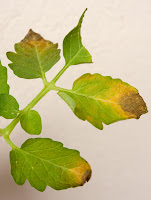 Dying leaves on cherry tomato plant