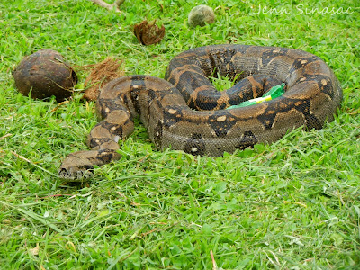 Boa Constrictor