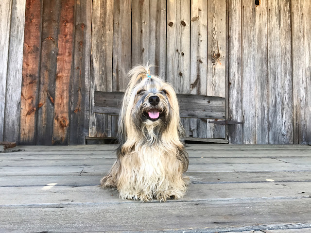 Rocco Havanese on the porch at Robinson-Puckett House