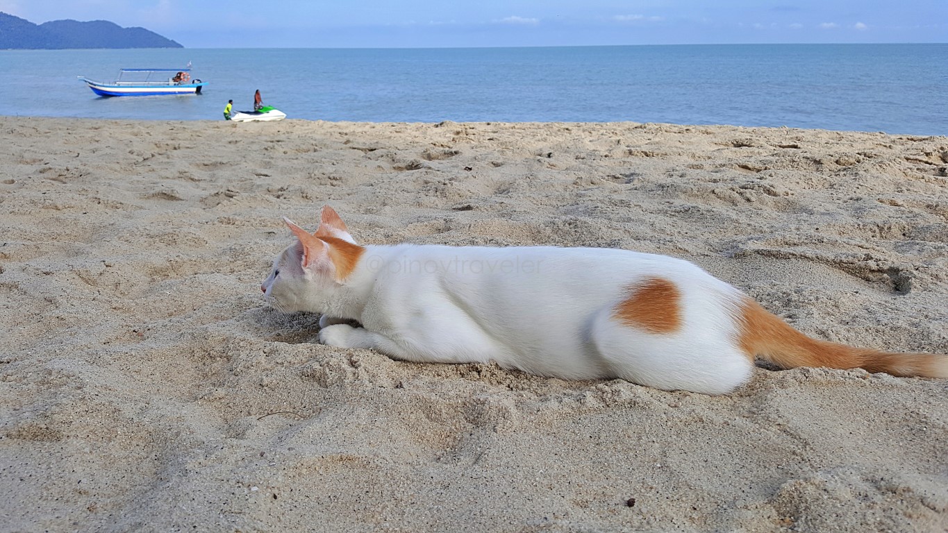 a cat at Batu Ferringhi Beach, Georgetown, Penang, Malaysia