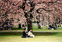 love couples under tree wallpaper