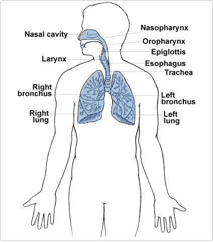 functions of respiratory system. functions of respiratory