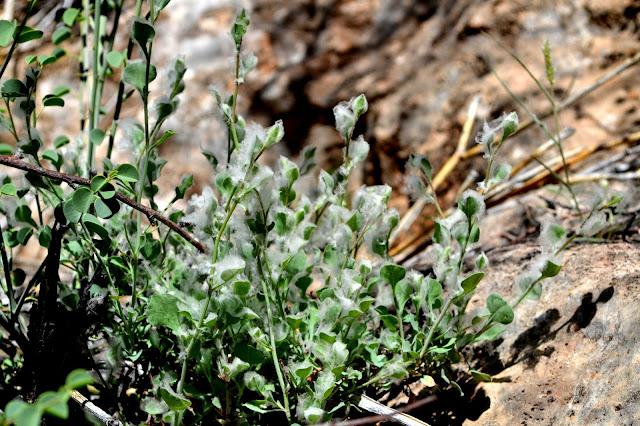 Green plant with fine cotton wool like substance covering it Namibia