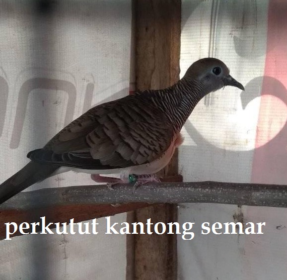 Perkutut Katuranggan Kantong Semar