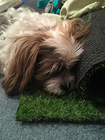 Chanel's obsession with fake grass