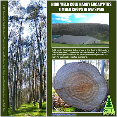 Eucalyptus nitens timber crops in Lugo, Galicia, Spain / Cultivos de eucalipto nitens en Lugo, Galicia, España / Gustavo Iglesias Trabado & Roberto Carballeira Tenreiro & Javier Folgueira Lozano / GIT Forestry Consulting, Consultoría y Servicios de Ingeniería Agroforestal, Galicia, España, Spain / Eucalyptologics, information resources on Eucalyptus cultivation around the world / Eucalyptologics, recursos de informacion sobre el cultivo del eucalipto en el mundo