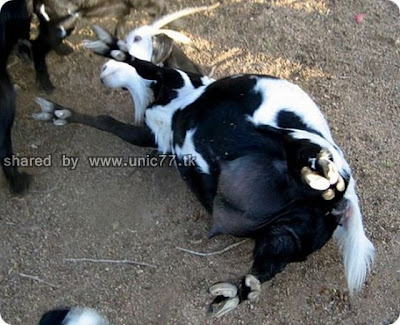 fainting_goats_640_05.jpg (640×520)