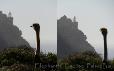 Ostrich at Cape of Good Hope