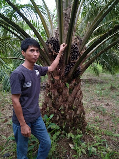 pupuk terbaik kelapa sawit