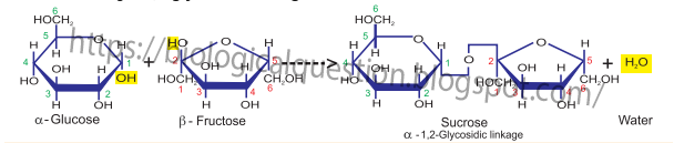 Formation of sucrose