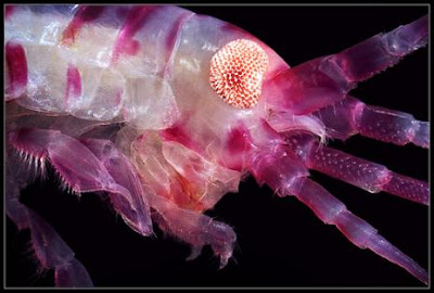 15 Amazing Creatures from Russia's White Sea Shot in Macro Seen On www.coolpicturegallery.us