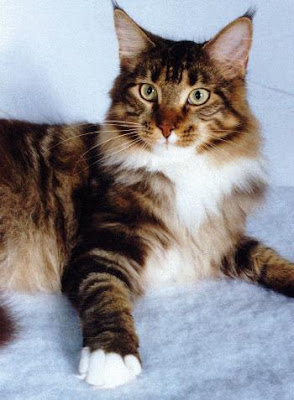 Maine Coons Photo