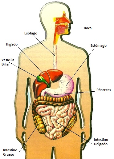 Aparato Digestivo y sus partes