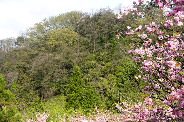 鳥取県西伯郡伯耆町小林 マウンテンストリームきしもと ヤエザクラ（八重桜）