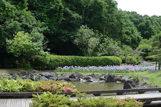 西山の里桃源の花菖蒲