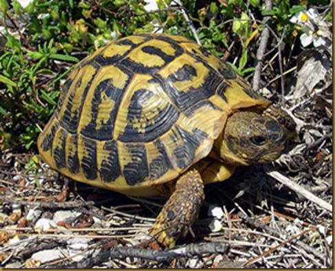 Tortuga Mediterranea