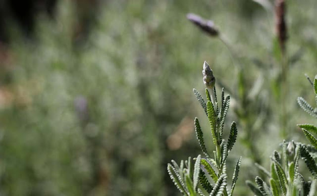 Lavender Flowers