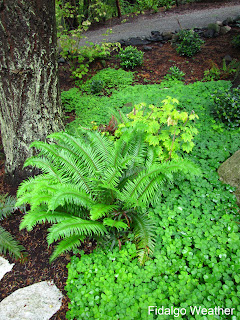 Oregon Oxalis with Ferns and Vine Maple