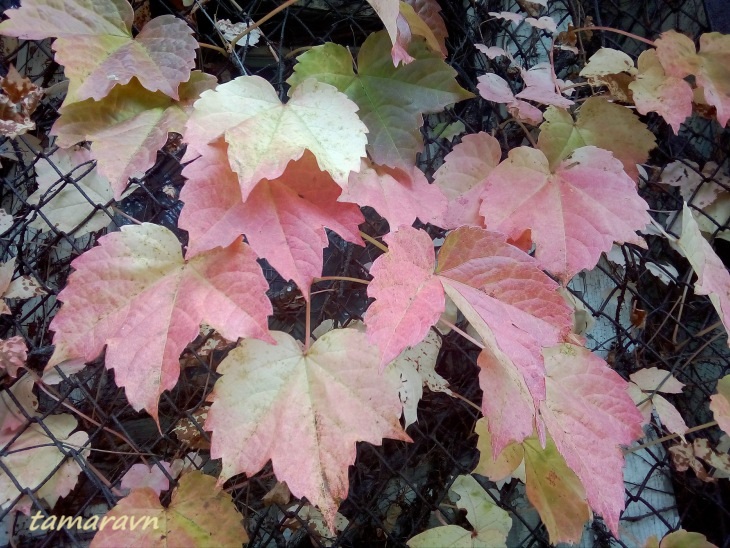 Девичий виноград триострённый (Parthenocissus tricuspidata)