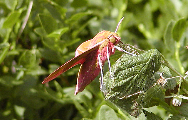 Mittlere Weinschwärmer, Deilephila elpenor