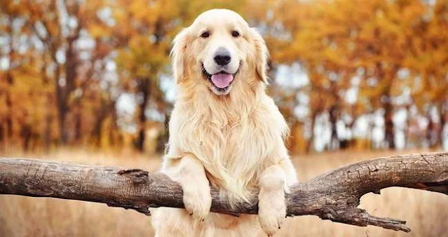 Golden Retriever Köpek Irkı