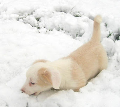 cute puppies playing in snow. makeup Playing in the snow